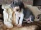 Great Dane Puppies for sale in 11767 140th St, Jamaica, NY 11436, USA. price: NA