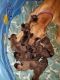 Great Dane Puppies for sale in Lake City, MI 49651, USA. price: NA