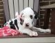 Great Dane Puppies for sale in Grabill, IN 46741, USA. price: NA