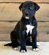 Great Dane Puppies for sale in District Heights, MD 20747, USA. price: NA