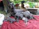 Great Dane Puppies for sale in Sun City, AZ, USA. price: NA