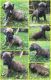 Great Dane Puppies for sale in Kingwood, WV 26537, USA. price: $800