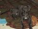 Great Dane Puppies for sale in Davisburg, Springfield Township, MI 48350, USA. price: NA