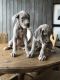Great Dane Puppies for sale in Austin Hwy, San Antonio, TX, USA. price: NA