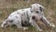Great Dane Puppies for sale in Austin, TX 78746, USA. price: NA