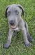 Great Dane Puppies for sale in Cape Coral, FL, USA. price: NA