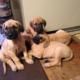 Great Dane Puppies for sale in Mora, MN 55051, USA. price: $1,400