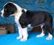 Great Dane Puppies for sale in Charlotte center city, Charlotte, NC 28202, USA. price: NA
