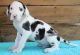 Great Dane Puppies for sale in Rye, CO 81069, USA. price: NA