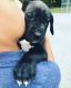 Great Dane Puppies for sale in Pine Bush, NY 12566, USA. price: NA