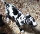 Great Dane Puppies for sale in Oak Hills, Hesperia, CA 92345, USA. price: NA