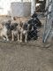 Great Dane Puppies for sale in Oak Hills, Hesperia, CA 92345, USA. price: NA