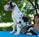 Great Dane Puppies for sale in Powers Lake, ND 58773, USA. price: NA