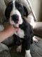 Great Dane Puppies for sale in Woodburn, IN 46797, USA. price: NA