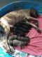 Great Dane Puppies for sale in Lindenwold, NJ, USA. price: $1,000