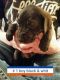 Great Dane Puppies for sale in Ardmore, OK 73401, USA. price: NA