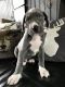Great Dane Puppies for sale in Houston, TX 77001, USA. price: NA