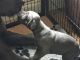 Great Dane Puppies for sale in 103 Broadway, New York, NY 10025, USA. price: NA