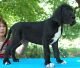 Great Dane Puppies for sale in Sahuarita, AZ, USA. price: $500