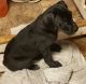 Great Dane Puppies for sale in Robbins, NC, USA. price: NA