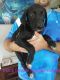 Great Dane Puppies for sale in Inverness, FL, USA. price: $500