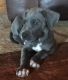 Great Dane Puppies for sale in Nashville, TN, USA. price: NA