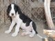 Great Dane Puppies for sale in Adamstown, PA, USA. price: NA