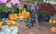 Great Dane Puppies for sale in Scottdale, GA, USA. price: NA