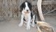 Great Dane Puppies for sale in Bristow, VA, USA. price: NA