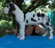 Great Dane Puppies for sale in Oklahoma City, OK, USA. price: NA