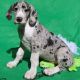 Great Dane Puppies for sale in Darlington, WI 53530, USA. price: NA