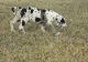 Great Dane Puppies for sale in Bellingham, WA, USA. price: NA