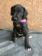Great Dane Puppies for sale in Albuquerque, NM 87101, USA. price: NA