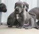 Great Dane Puppies for sale in Colorado Springs, CO 80901, USA. price: NA