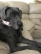 Great Dane Puppies for sale in North Port, FL, USA. price: NA