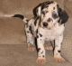 Great Dane Puppies for sale in Mooreville, MS 38857, USA. price: $650