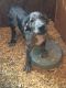 Great Dane Puppies for sale in Yakima, WA, USA. price: NA
