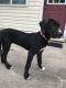 Great Dane Puppies for sale in Peru, IN 46970, USA. price: NA