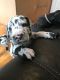 Great Dane Puppies for sale in Orange Park Northway, Orange Park, FL 32073, USA. price: $600