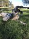Great Dane Puppies for sale in Lake Village, AR 71653, USA. price: NA