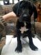 Great Dane Puppies for sale in Carbondale, IL, USA. price: NA