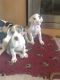 Great Dane Puppies for sale in Alamosa, CO 81101, USA. price: NA