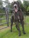 Great Dane Puppies for sale in Lexington, SC 29073, USA. price: NA