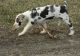 Great Dane Puppies for sale in Ehrhardt, SC 29081, USA. price: NA