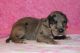Great Dane Puppies for sale in Russell Springs, KY 42642, USA. price: NA