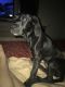 Great Dane Puppies for sale in Canton, MI 48187, USA. price: NA