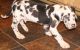 Great Dane Puppies for sale in El Dorado, AR 71730, USA. price: NA