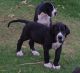 Great Dane Puppies for sale in Dallas, TX, USA. price: NA