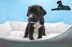 Great Dane Puppies for sale in Scandinavia, WI 54977, USA. price: NA