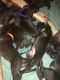 Great Dane Puppies for sale in San Tan Valley, AZ, USA. price: NA